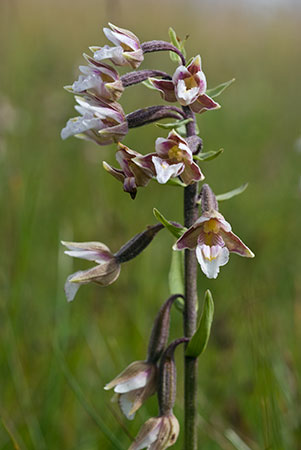 Helleborine_Marsh_LP0058_06_Dawlish_Warren