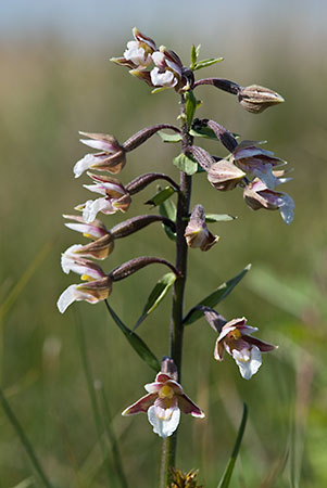 Helleborine_Marsh_LP0155_13_Dawlish_Warren