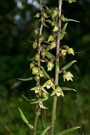 Helleborine_Violet_LP0069_05_Box_Hill