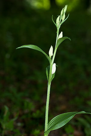 Helleborine_White_LP0044_24_Chappets_Copse