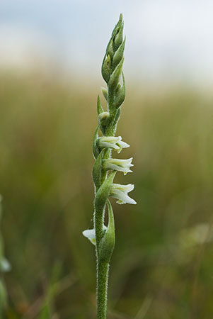 Lady's-tresses_Autumn_LP0022_05_Mill_Hill