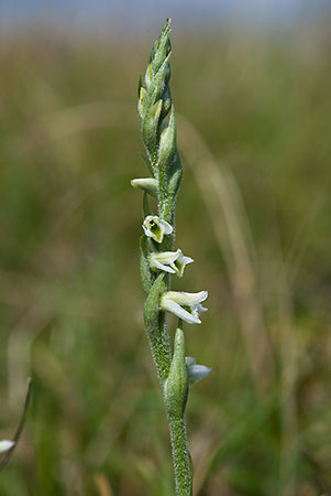 Lady's-tresses_Autumn_LP0022_06_Mill_Hill