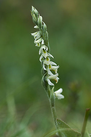 Lady's-tresses_Autumn_LP0022_08_Mill_Hill