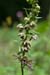 Helleborine_Broad-leaved_LP0013_04_Titsey