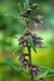 Helleborine_Broad-leaved_LP0063_03_Woldingham