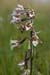 Helleborine_Marsh_LP0058_06_Dawlish_Warren
