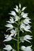 Helleborine_Sword-leaved_LP0044_45_Chappets_Copse