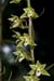 Helleborine_Violet_LP0069_10_Box_Hill
