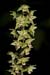 Helleborine_Violet_LP0168_14_Dunsfold_Common