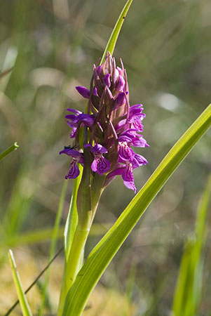 Marsh-orchid_Early_LP0132_44_Thursley