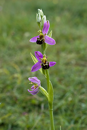 Orchid_Bee_LP0055_31_Noar_Hill