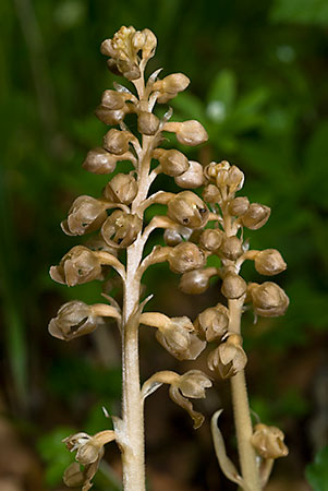 Orchid_Bird's-nest_LP0044_55_Chappets_Copse