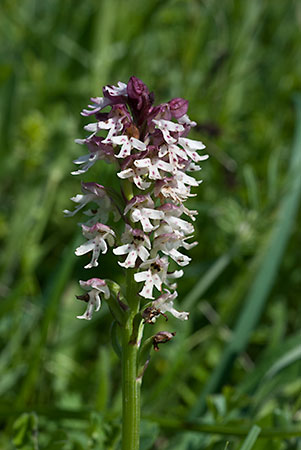 Orchid_Burnt_LP0050_10_Mount_Caburn