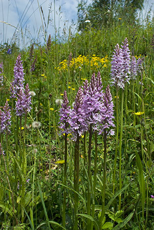 Orchid_Common_Spotted_LP0051_21_Howell_Hill