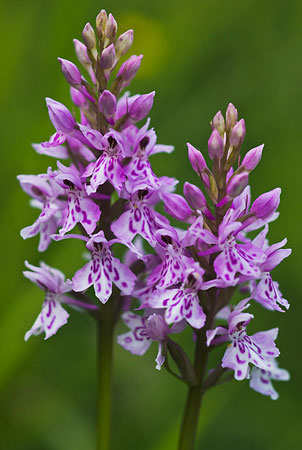 Orchid_Common_spotted_LP0006_08_Box_Hill