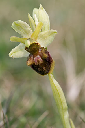 Orchid_Early_Spider_LP0034_17_Castle_Hill