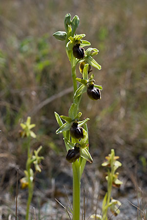 Orchid_Early_Spider_LP0040_09_Castle_Hill