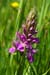 Marsh-orchid_Southern_LP0004_11_Pagham_Marsh