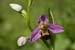 Orchid_Bee_LP0053_13_Titsey