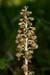 Orchid_Bird's-nest_LP0044_17_Chappets_Copse