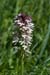 Orchid_Burnt_LP0050_10_Mount_Caburn
