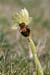 Orchid_Early-spider_LP0034_04_Castle_Hill