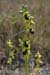 Orchid_Early-spider_LP0040_09_Samphire_Hoe