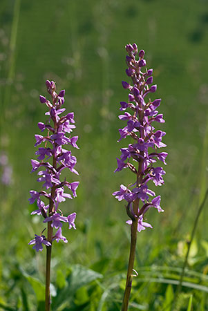 Orchid_Fragrant_LP0050_19_Mount_Caburn