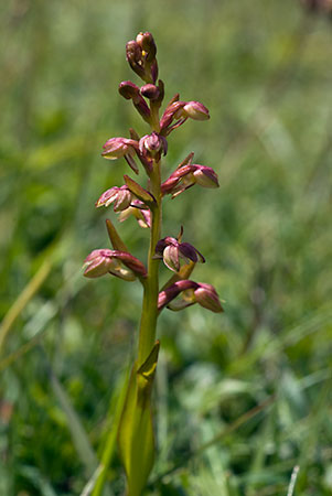 Orchid_Frog_LP0055_23_Noar_Hill