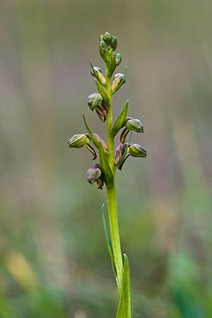 Orchid_Frog_LP0154_11_Guildford