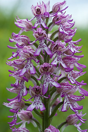 Orchid_Lady_hybrid_LP0045_17_Hartslock