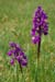 Orchid_Green-winged_LP0002_04_Danehill