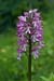 Orchid_Lady_hybrid_LP0045_09_Hartslock