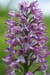 Orchid_Lady_hybrid_LP0045_17_Hartslock