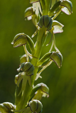 Orchid_Man_LP0006_19_Box_Hill