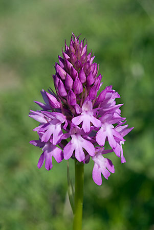 Orchid_Pyramidal_LP0050_04_Mount_Caburn