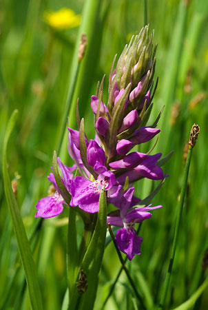 Orchid_Southern_marsh_LP0004_11_Pagham_Marsh