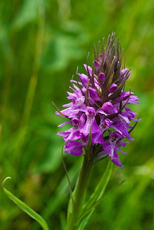 Orchid_Southern_marsh_LP0008_89_Sandwich