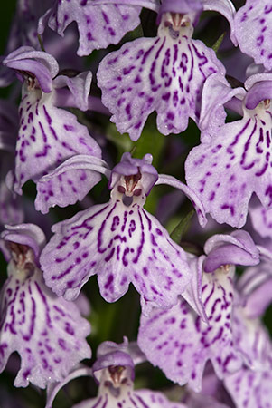 Spotted-orchid_hybrid_LP0150_01_Copthorne