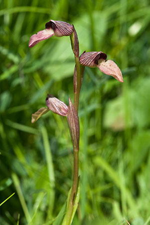 Tongue-orchid_LP0133_02_Wakehurst_Place