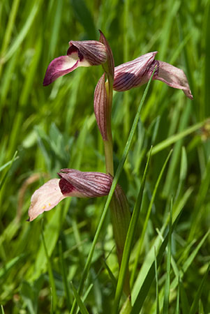 Tongue_Orchid_LP0042_04_Wakehurst_Place