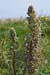 Orchid_Lizard_LP0008_39_Sandwich