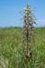 Orchid_Lizard_LP0008_79_Sandwich