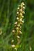 Orchid_Man_LP0005_13_Howell_Hill