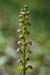 Orchid_Man_LP0130_38_Box_Hill