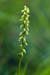Orchid_Musk_LP0153_04_Box_Hill