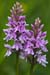 Spotted-orchid_Common_LP0006_08_Box_Hill