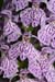 Spotted-orchid_hybrid_LP0150_01_Copthorne
