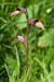 Tongue-orchid_LP0133_02_Wakehurst_Place