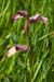 Tongue_Orchid_LP0042_04_Wakehurst_Place
